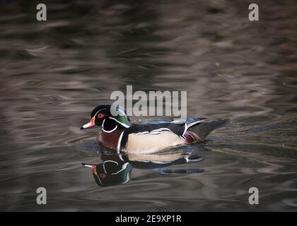 Un canard de bois mâle (Aix Sponsa) nage dans un étang de Franklin Canyon, Los Angeles, CA. Banque D'Images