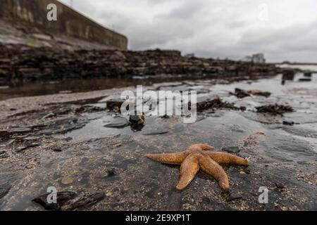 Edinburgh, Royaume-Uni. 06 février 2021 en photo : des groupes de Sea Stars (ou Star Fish) sont en train d'être lavés sur la plage de Wardie Bay près d'Édimbourg. On pense qu'ils sont lavés à terre par les vents forts qui frappent le Royaume-Uni. Crédit : Rich Dyson/Alay Live News Banque D'Images