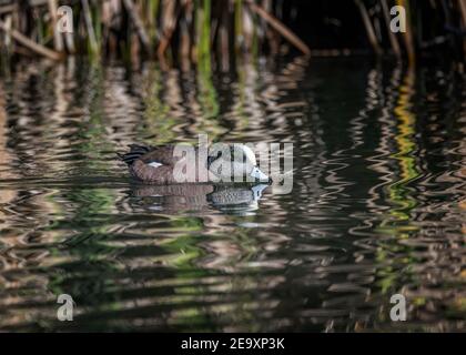 Le Wigeon américain (Mareca americana) nage dans un étang de Franklin Canyon, Los Angeles, CA. Banque D'Images