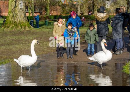 Marlow, Buckinghamshire, Royaume-Uni. 6 février 2021. Les gens viennent nourrir les cygnes. Un avertissement d'inondation est en place pour la Tamise à Marlow, après une période de précipitations récentes. Il est conseillé aux résidents vivant près de la Tamise d'activer leurs produits de protection contre les inondations. Des inondations sont attendues. Les niveaux de la rivière restent élevés et le sentier de la Tamise est inondé. L'Agence de l'environnement s'attend à ce que les niveaux des rivières augmentent de nouveau ce week-end. Crédit : Maureen McLean/Alay Live News Banque D'Images