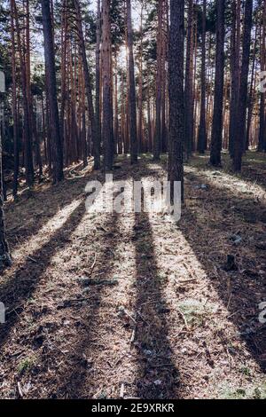 Paysage de forêt de pins avec de longues ombres projetées par le soleil en bois Banque D'Images