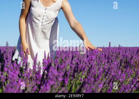 Croiser une femme méconnaissable dans une robe debout dans un champ de lavande en fleur et toucher doucement les fleurs le jour ensoleillé en été Banque D'Images