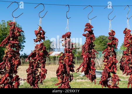 La culture de vos propres légumes bio dans l'est de la Bulgarie Banque D'Images