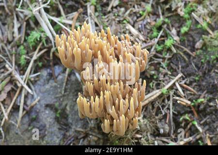 Ramaria testaceoflava, un champignon de corail de Finlande sans nom anglais commun Banque D'Images