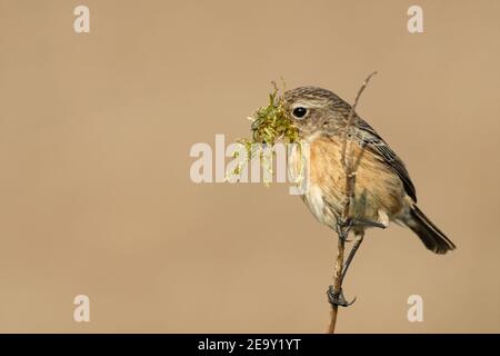 European Stonechat ( Saxicola torquata ), femelle, perchée au sommet d'une petite branche avec du matériel de nid dans son bec, observation, faune, Europe. Banque D'Images