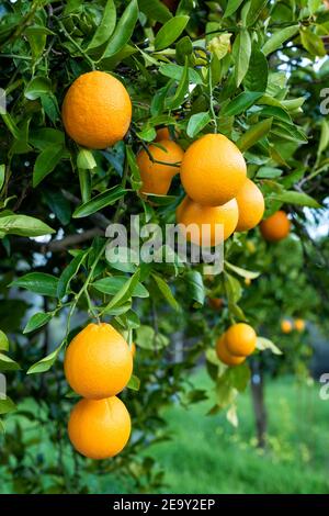 Oranges mûres accrochées entre les feuilles sur les branches des arbres d'un citrus bosquet biologique, en hiver. Agriculture traditionnelle. Banque D'Images