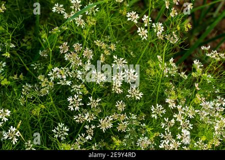 Les fleurs de coriandre ou tout comme les feuilles contiennent des fibres alimentaires, des vitamines, des minéraux, des micronutriments et des antioxydants Banque D'Images