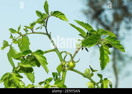 Deux tomates vertes accrochées à la vigne dans l'agriculture biologique et la récolte, petites tomates vertes fraîches de cerise Banque D'Images