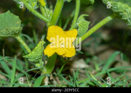 Fleur jaune ou melon musqué ou Cucumis melo ou concombre arménien. Il s'appelle en fait un melon de musc Banque D'Images
