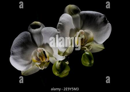 Gros plan de l'inflorescence de l'orchidée Phalaenopsis sur fond noir, Gênes, Italie Banque D'Images