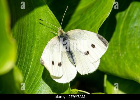Petit papillon blanc avec ailes étirées dans la photo de printemps Banque D'Images