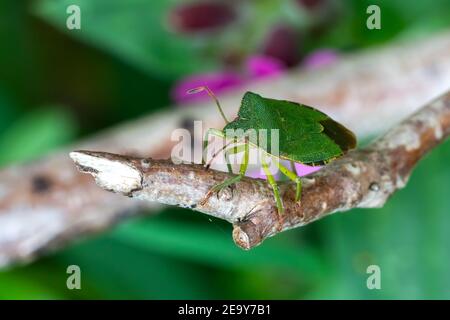 Green Shield Bug (Palomena prasina) sur une branche, qui sont souvent appelés vert stick bug photo stock Banque D'Images