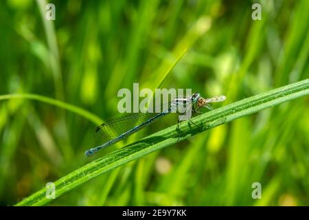 Azur Damselfly, Coenagrion puella une espèce d'insecte femelle bleu volant commune semblable à la libellule reposant sur une image de stock de roseau d'herbe Banque D'Images