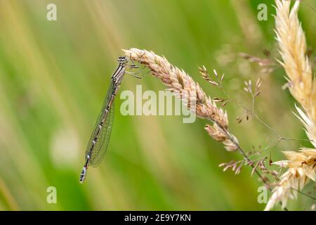 La mouche bleue commune, Enallagma cyathigerum une femelle immature une espèce commune d'insecte volant semblable à la libellule qui repose sur un stock de tête de semence d'herbe Banque D'Images