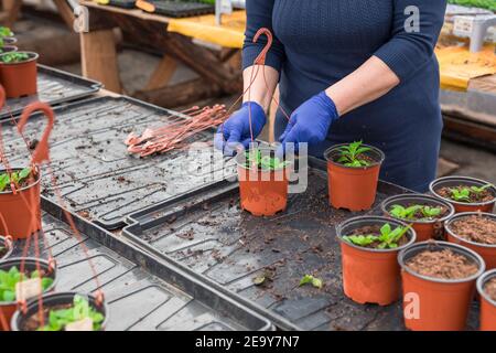 Femme jardinière plantant des semis de petunia dans des pots suspendus Banque D'Images