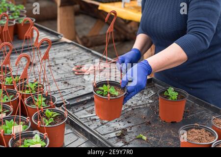 Femme jardinière plantant des semis de petunia dans des pots suspendus Banque D'Images