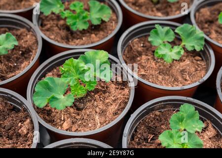 Semis de pélargonium replantés en pots Banque D'Images