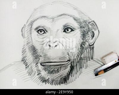 Art ,dessin ,Beaux-Arts ,esquisse ,singe Orangutan mignon ,animaux, Thaïlande , Chimpanzee Banque D'Images