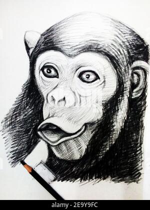 Art ,dessin ,Beaux-Arts ,esquisse ,mignon , animaux singes, Thaïlande , Chimpanzee , dessin de trait Banque D'Images