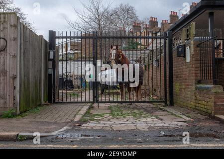 Un cheval attaché à une clôture à Londres Banque D'Images