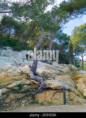 Pin poussant sur une roche, racine d'arbre visible à l'extérieur du sol, forêt méditerranéenne à la campagne. Espagne, Europe Banque D'Images
