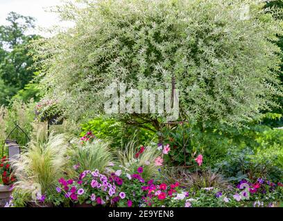 Saules japonais magiques arbres ornementaux dans un jardin d'été entouré par une rosiers, Karl Foerster Feather Reed herbe, menthe, herbe à plumes Banque D'Images