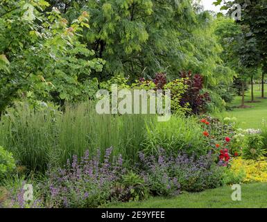 Cotinus coggygria 'Royal Purple', brousse de fumée - un lieu exceptionnel dans le jardin avec un magnifique feuillage violet foncé au milieu de l'herbe ornementale 'Northwind'. Banque D'Images