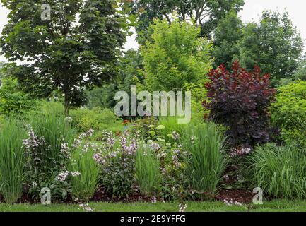 Cotinus coggygria 'Royal Purple', brousse de fumée - un lieu exceptionnel dans le jardin avec un magnifique feuillage violet foncé au milieu de l'herbe ornementale 'Northwind'. Banque D'Images