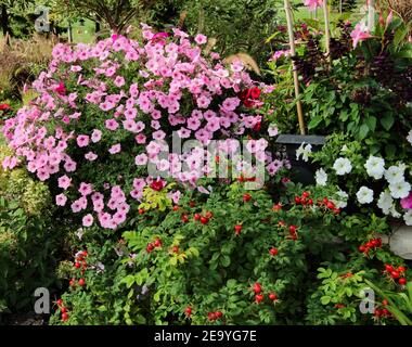 Un récipient géant de pétunias rose super débordant mur de jardin avec des rosehivers de roses arbustives et des herbes. Banque D'Images