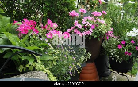 Hey paisible patio scène de diverses fleurs roses y compris des pétunias et des géraniums avec une chaise vide en attente d'être rempli Banque D'Images