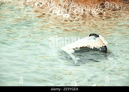 le seau noir se trouve dans l'eau, de nombreuses branches d'orange sont surcultivées avec du sel, la côte de sel de la mer morte en israël, la texture du sel sur le bea Banque D'Images