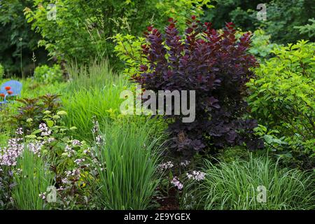 Cotinus coggygria 'Royal Purple', brousse de fumée - un lieu exceptionnel dans le jardin avec un magnifique feuillage violet foncé au milieu de l'herbe ornementale 'Northwind'. Banque D'Images