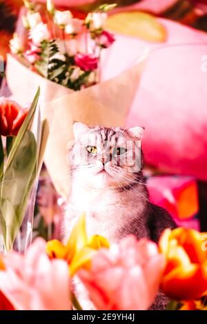Magnifique chat tabby se trouve près des bouquets de tulipes. Belles têtes de fleurs en gros plan. Fleurs parfumées pour les vacances du 8 mars Banque D'Images