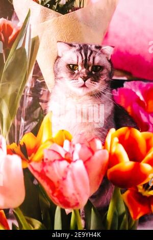 Magnifique chat tabby se trouve près des bouquets de tulipes. Belles têtes de fleurs en gros plan. Fleurs parfumées pour les vacances du 8 mars Banque D'Images