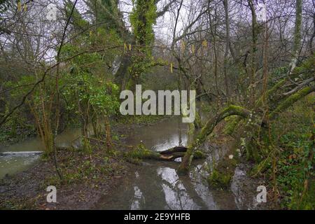 forêt inondée montrant des branches et des feuilles d'arbres en décomposition Banque D'Images