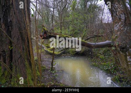 forêt inondée montrant des branches et des feuilles d'arbres en décomposition Banque D'Images