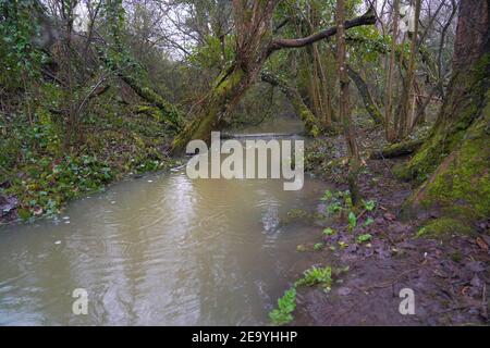 forêt inondée montrant des branches et des feuilles d'arbres en décomposition Banque D'Images