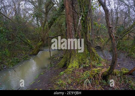 forêt inondée montrant des branches et des feuilles d'arbres en décomposition Banque D'Images