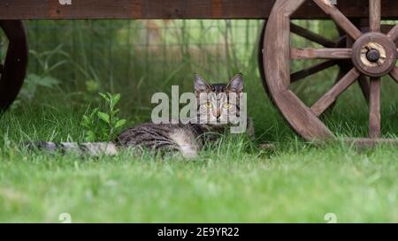 Jeune chat domestique tabby couché sur l'herbe près du bois roue de chariot à la campagne Banque D'Images