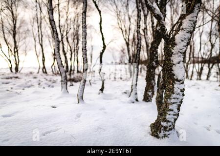 Arbres enneigés sur le sommet de la lande au-dessus de Glen Coiltie près de Drumnadrochit dans les Highlands écossais. Banque D'Images