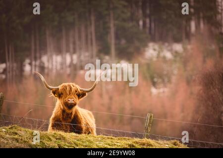 Une seule Highland Cow observation debout au-dessus de Glen Coiltie depuis un point de vue à Clunemore. Banque D'Images