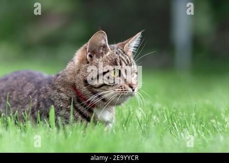 Tabby gris chat domestique couché sur l'herbe dans le jardin Banque D'Images