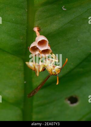Une guêpe de papier solitaire, polistes sp, accrochée à son nid. Banque D'Images