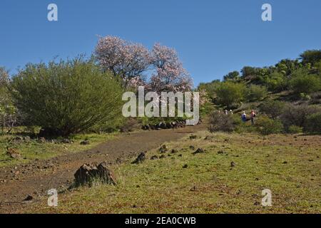 La route des fleurs d'amandiers près de Santiago del Teide, Tenerife Banque D'Images
