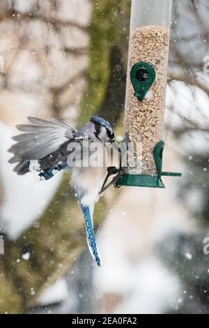 geai bleu au mangeoire à oiseaux d'hiver Banque D'Images