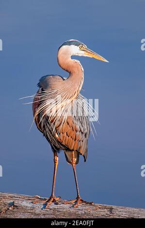 Un grand héron bleu (Ardea herodias) debout sur une bûche pendant un soleil de fin d'après-midi avec un fond bleu. Banque D'Images