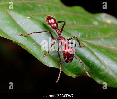 Un fourmis de balle, Paraponera clavata, rampant sur une feuille. Banque D'Images