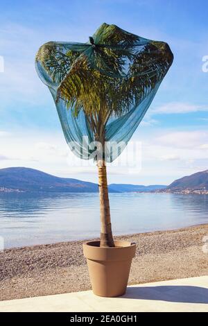 Protège le palmier du vent froid en hiver. Monténégro, baie de Kotor, Tivat Banque D'Images