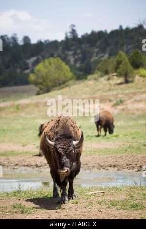 Bison américain ou buffle, regardant directement dans une ferme de l'Utah, aux États-Unis Banque D'Images