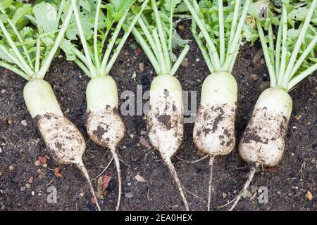 Daïkon (mooli) radis, mooli kumbong. Également connu sous le nom de radis blancs ou radis chinois. Fraîchement creusé dans un jardin britannique Banque D'Images